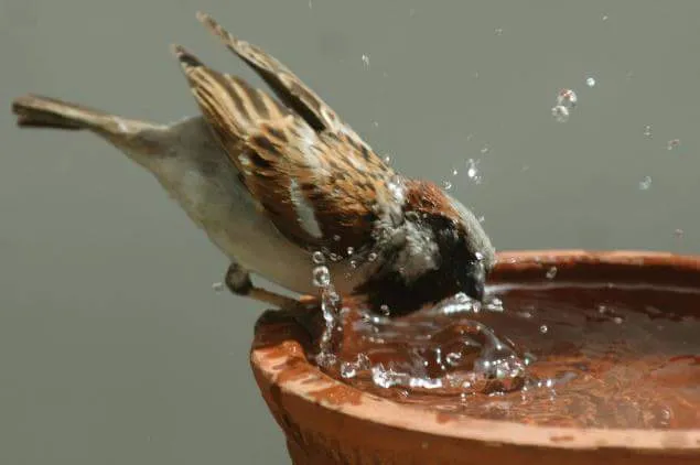 sparrow